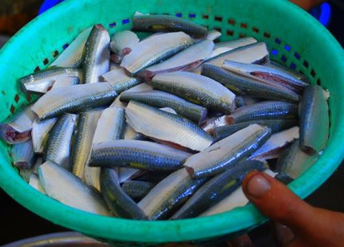 Cá được người dân Nam Ô lựa chọn ăn gỏi luôn là cá trích