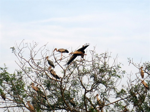 Cò Nhạn di cư về sống trong khu Di tích Trung tâm tập đoàn cứ điểm Điện Biên Phủ. Cò Nhạn di cư về sống trong khu Di tích Trung tâm tập đoàn cứ điểm Điện Biên Phủ.