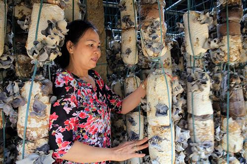 Mô hình trồng nấm mèo của gia đình bà Nguyễn Thị Châu - Giám đốc HTX sản xuất nấm sạch Đức Trọng. Ảnh :baolamdong.vn Mô hình trồng nấm mèo của gia đình bà Nguyễn Thị Châu - Giám đốc HTX sản xuất nấm sạch Đức Trọng. Ảnh :baolamdong.vn