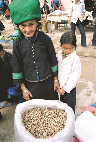Củ tam thất do chính bà con dân tộc trồng, bày bán ở chợ