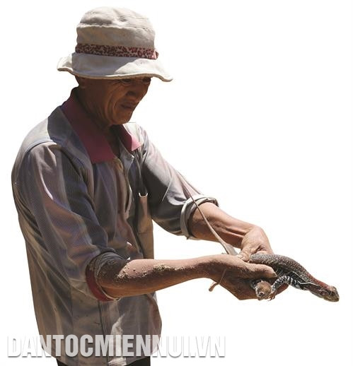 Con dông rất dễ nuôi, có thể tận dụng các loại phế phẩm nông nghiệp như rau muống, khoai lang, dưa, cà chua... làm thức ăn cho dông. Ảnh: Nguyễn Thành Con dông rất dễ nuôi, có thể tận dụng các loại phế phẩm nông nghiệp như rau muống, khoai lang, dưa, cà chua... làm thức ăn cho dông. Ảnh: Nguyễn Thành