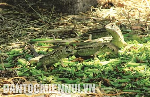 Con dông rất dễ nuôi, có thể tận dụng các loại phế phẩm nông nghiệp như rau muống, khoai lang, dưa, cà chua... làm thức ăn cho dông. Ảnh: Nguyễn Thành Con dông rất dễ nuôi, có thể tận dụng các loại phế phẩm nông nghiệp như rau muống, khoai lang, dưa, cà chua... làm thức ăn cho dông. Ảnh: Nguyễn Thành