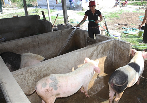 Anh Đống chăm sóc đàn lợn sinh sản.