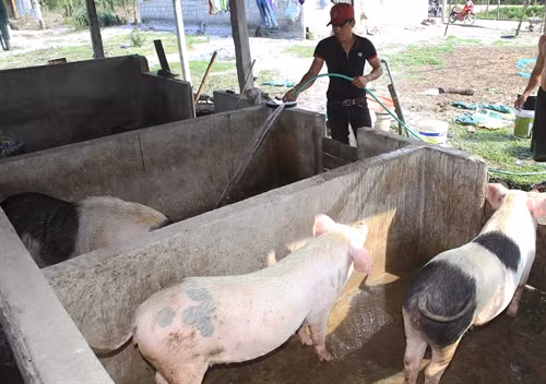 Anh Đống chăm sóc đàn lợn sinh sản. Anh Đống chăm sóc đàn lợn sinh sản.