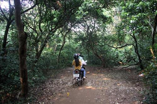 Du khách phải đi qua vài trăm mét đường đất dưới khu rừng nguyên sinh này trước khi vào đến Mũi Trèo. Ảnh: Trịnh Bang Nhiệm - TTXVN Du khách phải đi qua vài trăm mét đường đất dưới khu rừng nguyên sinh này trước khi vào đến Mũi Trèo. Ảnh: Trịnh Bang Nhiệm - TTXVN