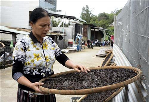 Mứt biển sau khi thu hoạch được đem phơi khô. Ảnh: Văn Dũng - TTXVN