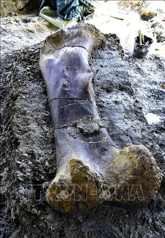 Hóa thạch khủng long khổng lồ được khai quật tại tại vùng đất cổ sinh vật học Angeac-Charente ở gần thành phố Bordeaux, Pháp ngày 24/7/2019. Ảnh: AFP/TTXVN