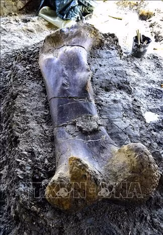 Hóa thạch khủng long khổng lồ được khai quật tại tại vùng đất cổ sinh vật học Angeac-Charente ở gần thành phố Bordeaux, Pháp ngày 24/7/2019. Ảnh: AFP/TTXVN