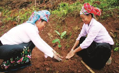 Sau khi ươm giống quế, cây cao từ 50 cm đến 70 cm thì đem ra trồng để cây có đất rộng, phát triển tốt