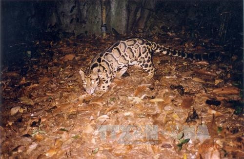 Cần đánh thức tiềm năng du lịch sinh thái tại Thanh Hóa ảnh 1 Cần đánh thức tiềm năng du lịch sinh thái tại Thanh Hóa ảnh 1