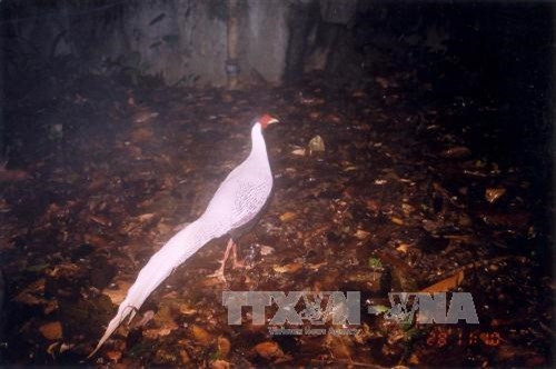 Cần đánh thức tiềm năng du lịch sinh thái tại Thanh Hóa ảnh 2 Cần đánh thức tiềm năng du lịch sinh thái tại Thanh Hóa ảnh 2