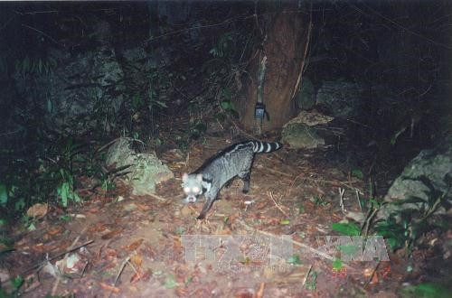 Cần đánh thức tiềm năng du lịch sinh thái tại Thanh Hóa ảnh 3 Cần đánh thức tiềm năng du lịch sinh thái tại Thanh Hóa ảnh 3