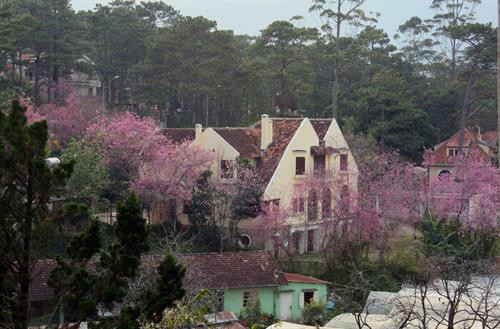 Mai anh đào trong các khu biệt thự cổ tại thành phố Đà Lạt. Ảnh: Chu Quốc Hùng - TTXVN