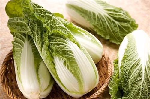 Kỹ thuật trồng cây cải thảo không hề khó, ai cũng có thể áp dụng tại nhà