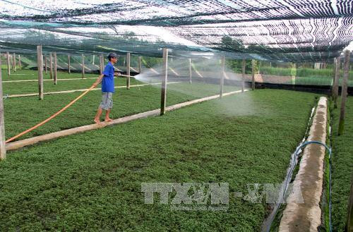 Nhiều diện tích đất trồng lúa kém hiệu quả được chuyển đổi sang trồng thanh long, rau màu mang lại hiệu quả kinh tế cao, góp phần nâng cao thu nhập cho người dân theo tiêu chí nông thôn mới. Ảnh: Bùi Như Trường Giang - TTXVN Nhiều diện tích đất trồng lúa kém hiệu quả được chuyển đổi sang trồng thanh long, rau màu mang lại hiệu quả kinh tế cao, góp phần nâng cao thu nhập cho người dân theo tiêu chí nông thôn mới. Ảnh: Bùi Như Trường Giang - TTXVN