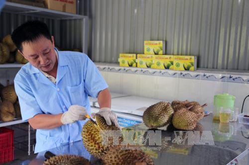 Ông Phan Tấn Phong, chủ doanh nghiệp Minh Hoàng Khôi – thương hiệu sầu riêng đầu tiên tại Đạ Huoai. Ảnh: Phạm Kha – TTXVN Ông Phan Tấn Phong, chủ doanh nghiệp Minh Hoàng Khôi – thương hiệu sầu riêng đầu tiên tại Đạ Huoai. Ảnh: Phạm Kha – TTXVN