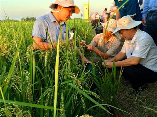 Rầy nâu và rầy lưng trắng kháng với rất nhiều hoạt chất trừ sâu phổ biến. Ảnh: nongnghiep.vn Rầy nâu và rầy lưng trắng kháng với rất nhiều hoạt chất trừ sâu phổ biến. Ảnh: nongnghiep.vn