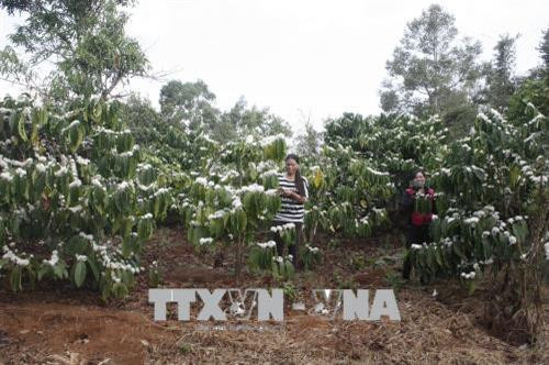 Những vườn cà phê gây quỹ xây dựng nông thôn mới đang trổ hoa trên mảnh đất Glar trù phú. Ảnh: Hồng Điệp - TTXVN Những vườn cà phê gây quỹ xây dựng nông thôn mới đang trổ hoa trên mảnh đất Glar trù phú. Ảnh: Hồng Điệp - TTXVN