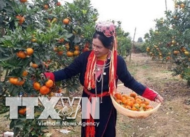 Bà Trương Thị Hậu (sinh năm 1960), thôn Văn Non, xã Lục Sơn (Lục Nam), người dân tộc Dao là gương làm kinh tế giỏi. Ảnh: Đồng Thúy - TTXVN Bà Trương Thị Hậu (sinh năm 1960), thôn Văn Non, xã Lục Sơn (Lục Nam), người dân tộc Dao là gương làm kinh tế giỏi. Ảnh: Đồng Thúy - TTXVN