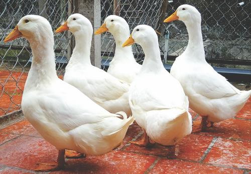 Nuôi vịt trên cạn. Ảnh:nuoitrong123.com