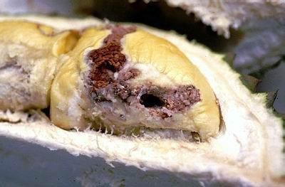 Sâu ăn vào múi sầu riêng. Ảnh: dost-bentre.gov.vn Sâu ăn vào múi sầu riêng. Ảnh: dost-bentre.gov.vn