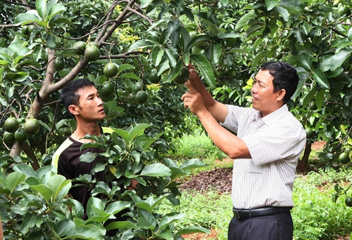 Mô hình trồng bơ booth cho năng suất và chất lượng cao. Mô hình trồng bơ booth cho năng suất và chất lượng cao.