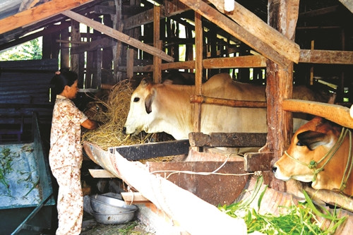 Nuôi bò tạo thu nhập ổn định cho nhiều hộ đồng bào ở huyện Krông Bông