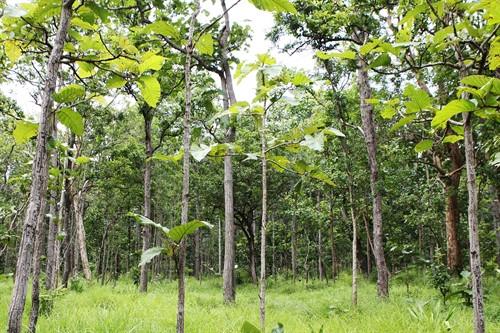 Kiểu rừng khộp đặc trưng ở Vườn Quốc gia Yok Đôn.