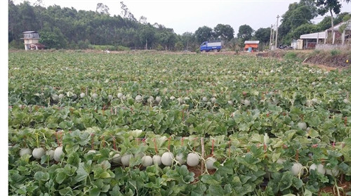 Ruộng dưa của gia đình ông Việt cho năng suất 1,8 tấn/sào Ruộng dưa của gia đình ông Việt cho năng suất 1,8 tấn/sào