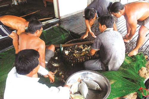 Làng cá bè Châu Đốc mỗi năm cung cấp ra thị trường hàng nghìn tấn cá các loại Làng cá bè Châu Đốc mỗi năm cung cấp ra thị trường hàng nghìn tấn cá các loại