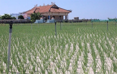 Ruộng tỏi - đặc sản nổi danh của Lý Sơn. Ruộng tỏi - đặc sản nổi danh của Lý Sơn.