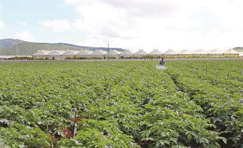 Đơn Dương là vùng chuyên canh rau lớn nhất của tỉnh Lâm Đồng