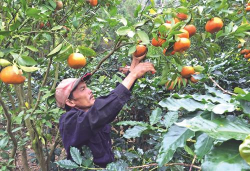 Đồng bào dân tộc ở thị trấn Đ’Ran, huyện Đơn Dương, thu hoạch quýt - một trong những đặc sản của địa phương này Nông dân huyện Đơn Dương đi tham quan, học hỏi kinh nghiệm trồng hoa công nghệ cao Những năm gần đây, chăn nuôi bò sữa đã mang lại lợi nhuận cao cho bà con nông dân trong huyện Người dân Đơn Dương tích cực hiến đất, đóng góp tiền của và sức lao động để xây dựng quê hương ngày càng phát triển Nhiều hộ nông dân trong huyện đã mạnh dạn đầu tư, áp dụng công nghệ cao, mang lại hiệu quả kinh tế, tạo nên phong trào ứng dụng công nghệ cao trong sản xuất nông nghiệp Công tác giáo dục ngày càng được chuẩn hoá giúp huyện Đơn Dương hoàn thành tiêu chí giáo dục trong xây dựng nông thôn mới Huyện Đơn Dương xây dựng nông thôn mới gắn với bảo tồn văn hóa dân tộc trên địa bàn Đồng bào dân tộc ở thị trấn Đ’Ran, huyện Đơn Dương, thu hoạch quýt - một trong những đặc sản của địa phương này Nông dân huyện Đơn Dương đi tham quan, học hỏi kinh nghiệm trồng hoa công nghệ cao Những năm gần đây, chăn nuôi bò sữa đã mang lại lợi nhuận cao cho bà con nông dân trong huyện Người dân Đơn Dương tích cực hiến đất, đóng góp tiền của và sức lao động để xây dựng quê hương ngày càng phát triển Nhiều hộ nông dân trong huyện đã mạnh dạn đầu tư, áp dụng công nghệ cao, mang lại hiệu quả kinh tế, tạo nên phong trào ứng dụng công nghệ cao trong sản xuất nông nghiệp Công tác giáo dục ngày càng được chuẩn hoá giúp huyện Đơn Dương hoàn thành tiêu chí giáo dục trong xây dựng nông thôn mới Huyện Đơn Dương xây dựng nông thôn mới gắn với bảo tồn văn hóa dân tộc trên địa bàn
