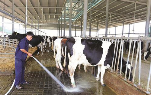 Đồng bào dân tộc ở thị trấn Đ’Ran, huyện Đơn Dương, thu hoạch quýt - một trong những đặc sản của địa phương này Nông dân huyện Đơn Dương đi tham quan, học hỏi kinh nghiệm trồng hoa công nghệ cao Những năm gần đây, chăn nuôi bò sữa đã mang lại lợi nhuận cao cho bà con nông dân trong huyện Người dân Đơn Dương tích cực hiến đất, đóng góp tiền của và sức lao động để xây dựng quê hương ngày càng phát triển Nhiều hộ nông dân trong huyện đã mạnh dạn đầu tư, áp dụng công nghệ cao, mang lại hiệu quả kinh tế, tạo nên phong trào ứng dụng công nghệ cao trong sản xuất nông nghiệp Công tác giáo dục ngày càng được chuẩn hoá giúp huyện Đơn Dương hoàn thành tiêu chí giáo dục trong xây dựng nông thôn mới Huyện Đơn Dương xây dựng nông thôn mới gắn với bảo tồn văn hóa dân tộc trên địa bàn