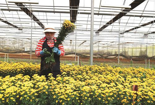 Đồng bào dân tộc ở thị trấn Đ’Ran, huyện Đơn Dương, thu hoạch quýt - một trong những đặc sản của địa phương này Nông dân huyện Đơn Dương đi tham quan, học hỏi kinh nghiệm trồng hoa công nghệ cao Những năm gần đây, chăn nuôi bò sữa đã mang lại lợi nhuận cao cho bà con nông dân trong huyện Người dân Đơn Dương tích cực hiến đất, đóng góp tiền của và sức lao động để xây dựng quê hương ngày càng phát triển Nhiều hộ nông dân trong huyện đã mạnh dạn đầu tư, áp dụng công nghệ cao, mang lại hiệu quả kinh tế, tạo nên phong trào ứng dụng công nghệ cao trong sản xuất nông nghiệp Công tác giáo dục ngày càng được chuẩn hoá giúp huyện Đơn Dương hoàn thành tiêu chí giáo dục trong xây dựng nông thôn mới Huyện Đơn Dương xây dựng nông thôn mới gắn với bảo tồn văn hóa dân tộc trên địa bàn