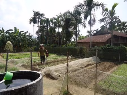 Vườn nhà ông Hoàng Hóa, thôn Phú Trung, xã Hương Giang, huyện Nam Đông, tỉnh Thừa Thiên - Huế. Ảnh: huonggiang.thuathienhue.gov.vn