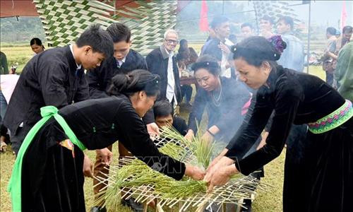 Những khóm lúa được chia nhỏ và đặt lên những vỉ đan bằng tre tươi, sau đó đặt lên miệng lò được lật đi, lật lại liên tục đảm bảo cho hạt lúa nếp được chín đều. Ảnh: Văn Tý – TTXVN