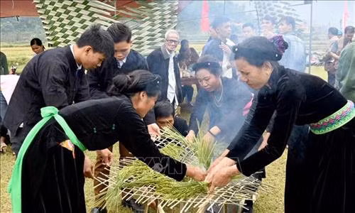 Những khóm lúa được chia nhỏ và đặt lên những vỉ đan bằng tre tươi, sau đó đặt lên miệng lò được lật đi, lật lại liên tục đảm bảo cho hạt lúa nếp được chín đều. Ảnh: Văn Tý – TTXVN
