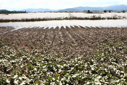 Hàng ngàn héc-ta hoa màu ở Đắk Lắk mất trắng sau lũ ảnh 7 Hàng ngàn héc-ta hoa màu ở Đắk Lắk mất trắng sau lũ ảnh 7