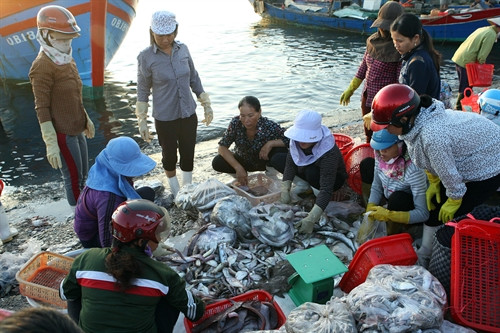 Hình ảnh những người phụ nữ tất bật mưu sinh tại chợ cá Đồng Hới (tỉnh Quảng Bình). Hình ảnh những người phụ nữ tất bật mưu sinh tại chợ cá Đồng Hới (tỉnh Quảng Bình).