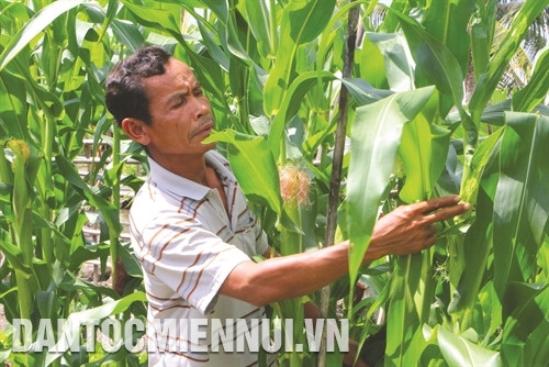 Nhiều hộ đồng bào nhờ được hỗ trợ đất sản xuất đã trồng lúa, trồng bắp, nuôi cá... mỗi năm có thu nhập cả trăm triệu đồng