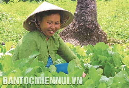 Đồng bào trồng rau màu nâng cao thu nhập