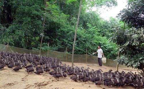 Ông Nguyễn Văn Lập cho đàn vịt trời ăn.