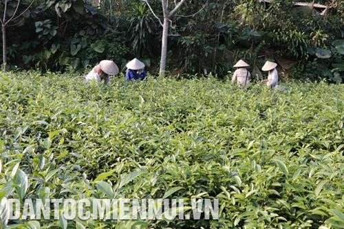 Mùa thu hoạch chè xanh chất lượng cao tại xã Bảo Hưng, huyện Trấn Yên (Yên Bái). Ảnh: Việt Dũng - TTXVN
