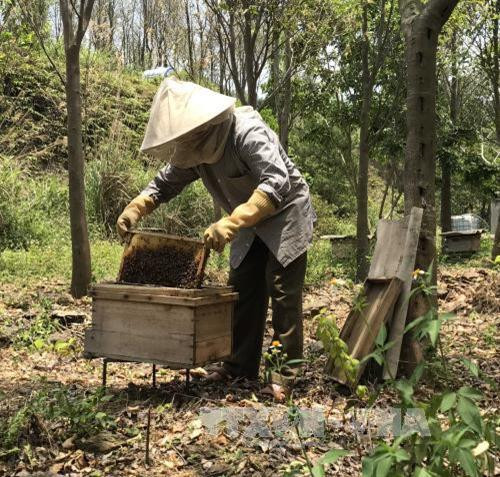 Tận dựng tán cây rừng, ông Vượng nuôi ong lấy mật. Mỗi năm, gia đình ông cũng thu về hơn trăm lít mật ong, thu lãi về hàng chục triệu đồng. Ảnh: Nguyễn Thảo – TTXVN Tận dựng tán cây rừng, ông Vượng nuôi ong lấy mật. Mỗi năm, gia đình ông cũng thu về hơn trăm lít mật ong, thu lãi về hàng chục triệu đồng. Ảnh: Nguyễn Thảo – TTXVN