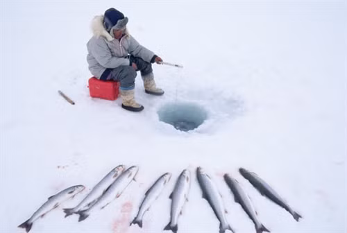 Cuộc sống ở nơi vùng cực của người Eskimo ảnh 5