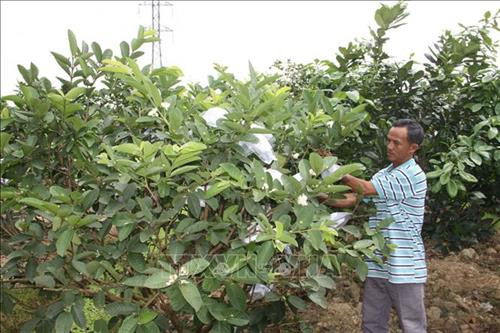 Anh Nguyễn Tống đang chăm sóc ổi lê Đài Loan trong Hợp tác xã Hồ Lộc. Ảnh: Trịnh Bang Nhiệm - TTXVN Anh Nguyễn Tống đang chăm sóc ổi lê Đài Loan trong Hợp tác xã Hồ Lộc. Ảnh: Trịnh Bang Nhiệm - TTXVN