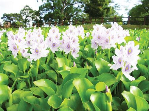 Cây lục bình còn gọi là bèo tây, lộc bình, hay bèo Nhật Bản. Ảnh :baomoi.com Cây lục bình còn gọi là bèo tây, lộc bình, hay bèo Nhật Bản. Ảnh :baomoi.com