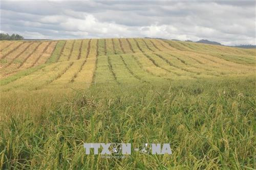 Với mô hình cho đồng bào dân tộc thiểu số mượn những khoảnh đất trống để canh tác, Công ty đã giúp nhiều hộ dân ổn định đời sống. Ảnh: Hồng Điệp Với mô hình cho đồng bào dân tộc thiểu số mượn những khoảnh đất trống để canh tác, Công ty đã giúp nhiều hộ dân ổn định đời sống. Ảnh: Hồng Điệp