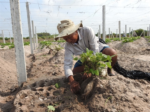 Mỗi ha sắn dây sẽ cho thu nhập từ 150 triệu đến 200 triệu đồng.
